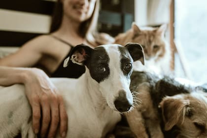 Es muy común que un perro acompañe a su dueño al baño