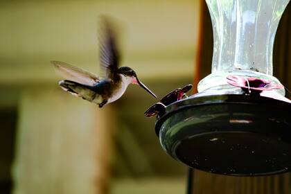 Es muy fácil armar un bebedero para atraer a estas fascinantes aves (Foto: Freepik)