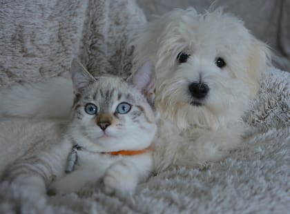 Es muy importante que cada animal posea un espacio propio y personal