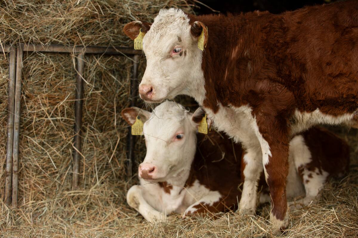 Es muy importante resaltar que los animales producirán más carne o leche por la calidad y no por la cantidad de rollo o silaje que haya