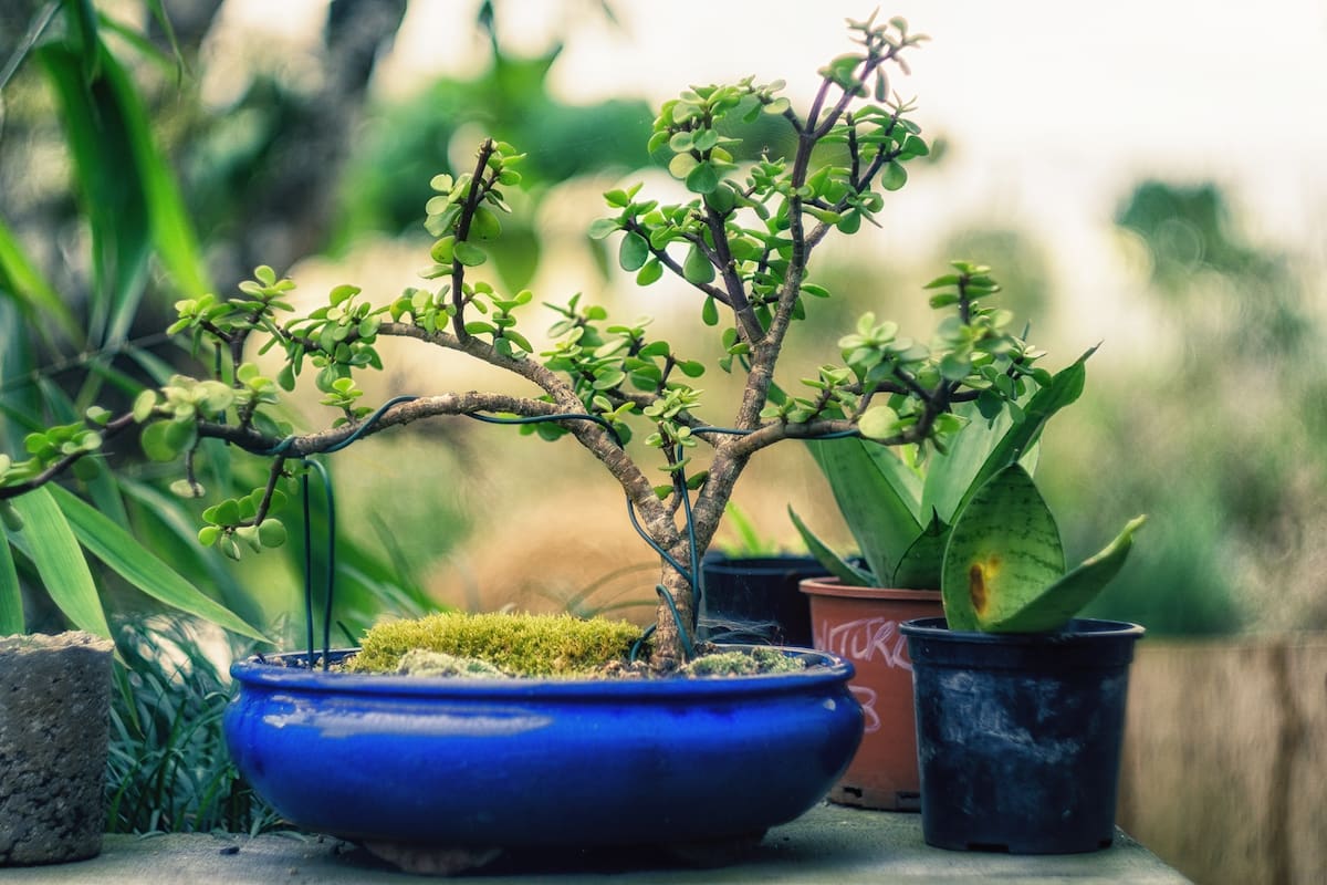 Es muy importante saber elegir bien el árbol en el vivero para poder obtener un buen ejemplar con el cual empezar