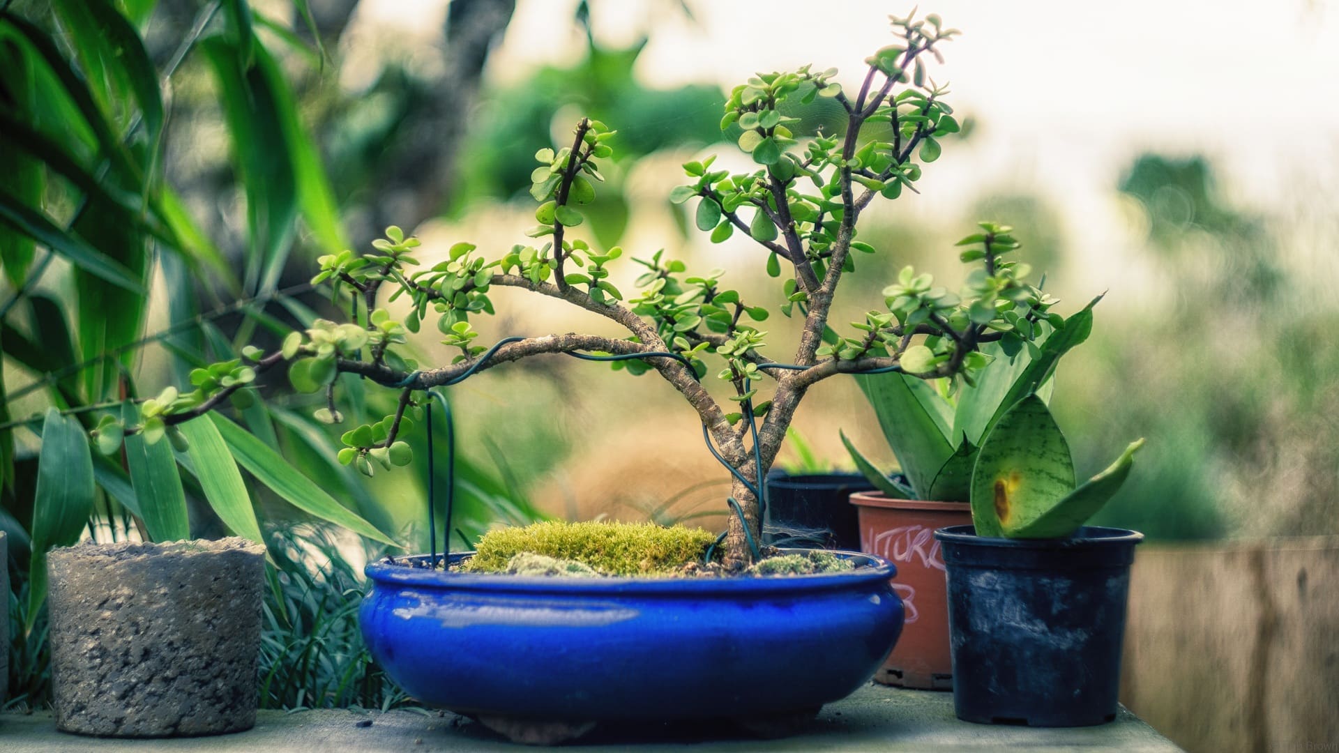 Es muy importante saber elegir bien el árbol en el vivero para poder obtener un buen ejemplar con el cual empezar
