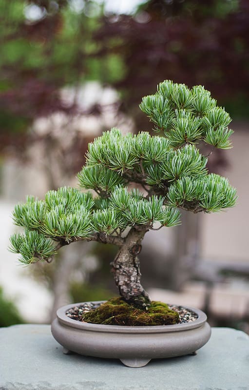 Es muy importante saber elegir bien el árbol en el vivero para poder obtener un buen ejemplar con el cual empezar