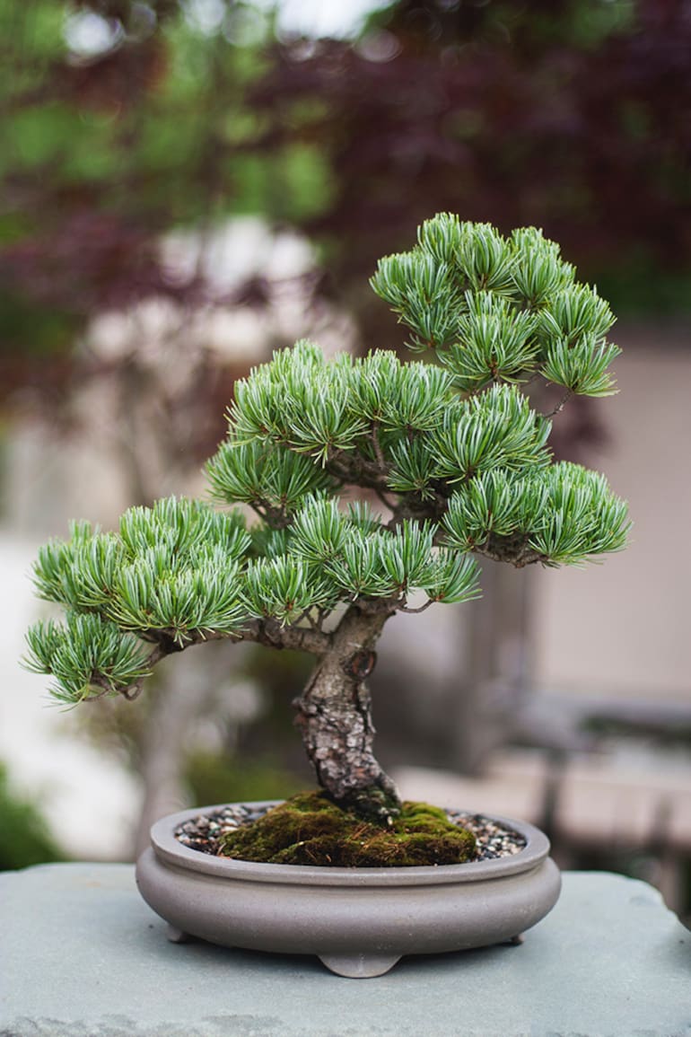 Es muy importante saber elegir bien el árbol en el vivero para poder obtener un buen ejemplar con el cual empezar