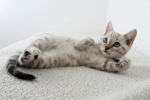 Es necesario adaptar el hogar para el bienestar de los gatos