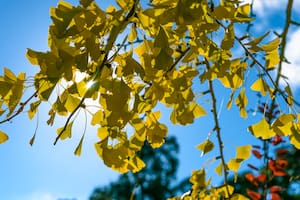 Es necesario contar con buenos árboles para la sombra en el verano (Foto: Freepik)