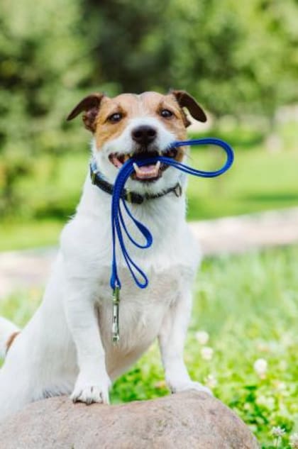 Es necesario que saque a su perro de manera frecuente para que este pueda quemar su energía
Foto: iStock