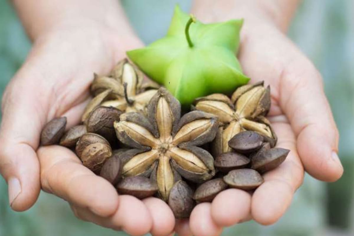 Es originaria de Perú y posee numerosas propiedades