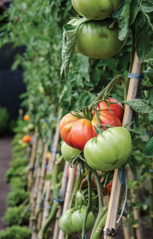 Es originario de la región andina peruana. Los españoles lo llevaron a Europa, pero el tomate no se incorporó de forma rotunda en la cocina mediterránea hasta bien entrado el siglo XVIII. Los italianos conocieron inicialmente las variedades amarillentas y lo denominaron pomodoro (manzana de oro); los franceses, pomme d’amour por considerarlo afrodisíaco, y en España optaron por la adaptación del nombre indígena de tomatl (en náhuatl, “fruto hinchado”). En México se lo llama jitomate, palabra que deriva del azteca xitomatl, “fruto con ombligo”.