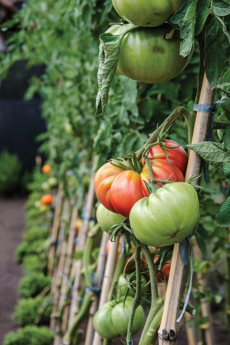 Es originario de la región andina peruana. Los españoles lo llevaron a Europa, pero el tomate no se incorporó de forma rotunda en la cocina mediterránea hasta bien entrado el siglo XVIII. Los italianos conocieron inicialmente las variedades amarillentas y lo denominaron pomodoro (manzana de oro); los franceses, pomme d’amour por considerarlo afrodisíaco, y en España optaron por la adaptación del nombre indígena de tomatl (en náhuatl, “fruto hinchado”). En México se lo llama jitomate, palabra que deriva del azteca xitomatl, “fruto con ombligo”.