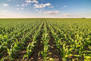 Fertilización: cómo cerrar las brechas de rinde en maíz