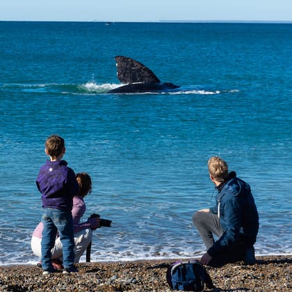 Es posible contemplar el espectáculo de los cetáceos desde la orilla del mar . Gentileza Ente de Turismo de Puerto Madryn.