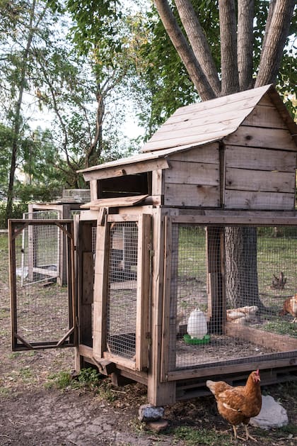 Es posible dejar a las gallinas salir a pasear por el jardín. Además, se llevan bien con los perros.