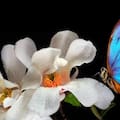 Las astutas técnicas de las flores para atraer a los insectos y que las ayuden a reproducirse