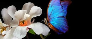 Las astutas técnicas de las flores para atraer a los insectos y que las ayuden a reproducirse