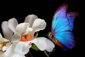 Las astutas técnicas de las flores para atraer a los insectos y que las ayuden a reproducirse