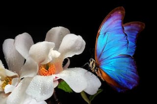 Las astutas técnicas de las flores para atraer a los insectos y que las ayuden a reproducirse