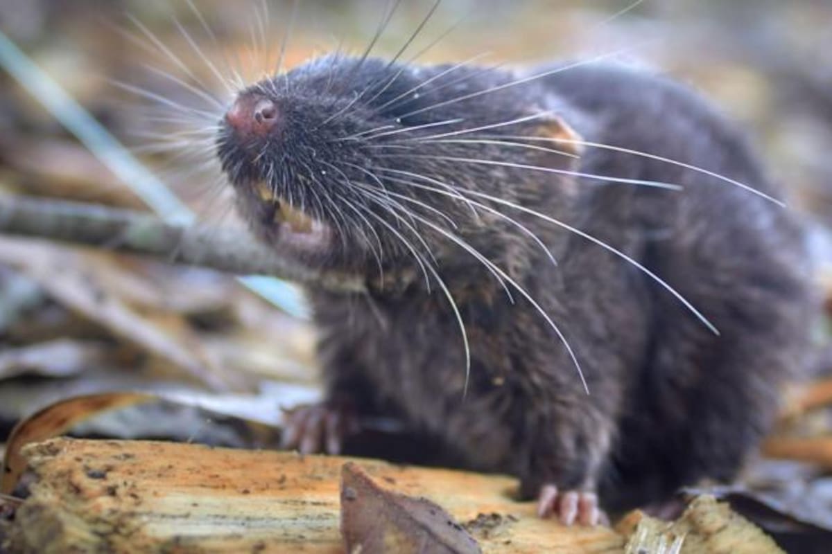 Es posible que los científicos hayan encontrado otras 48 especies, pero necesitan más estudios para identificar que son nuevas