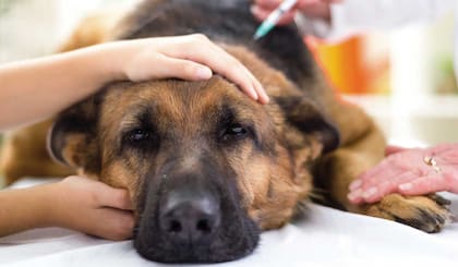 ¿Es posible rehabilitar a un perro agresivo que ya ha atacado a personas y otros animales?