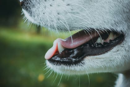 ¿Es posible rehabilitar a un perro agresivo que ya ha atacado a personas y otros animales?