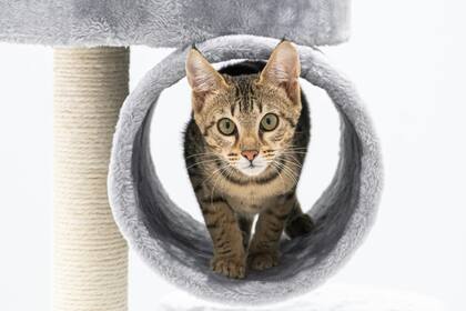 Es preciso proveerle al gato de sitios donde jugar, en particular torres altas para que sientan que tienen el control del territorio