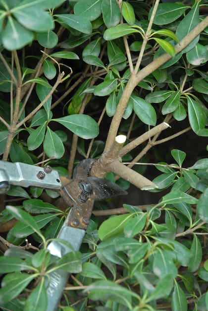 Es preferible no podar árboles o arbustos estresados y jamás se debe podar un ejemplar recién plantado