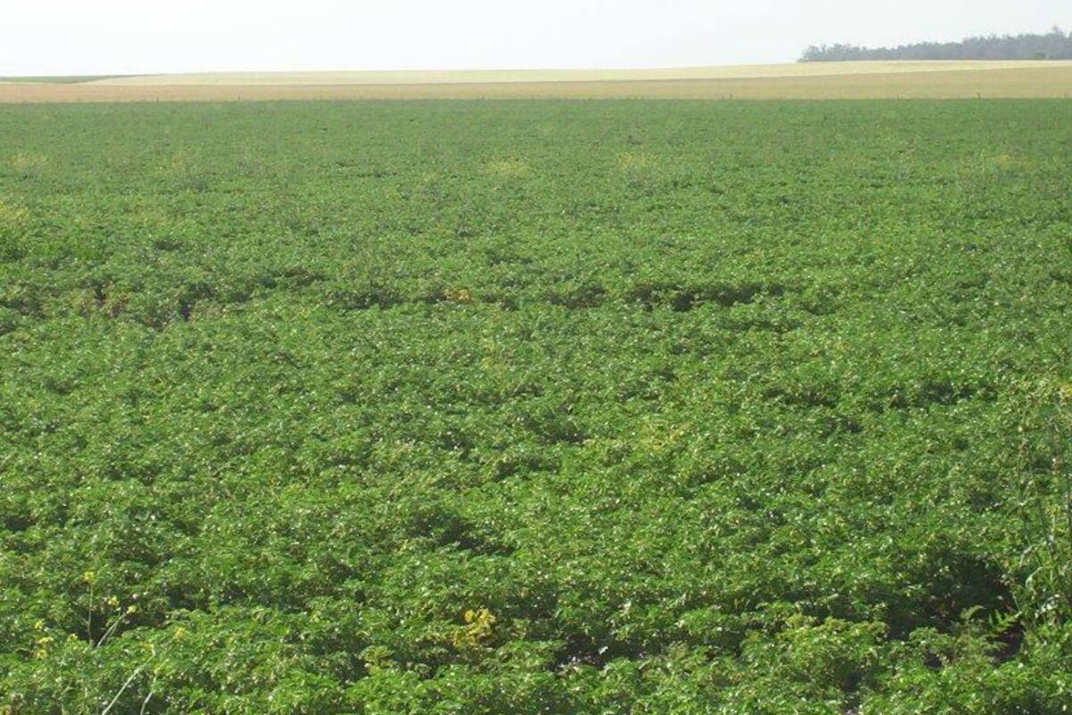 Es probable que cuando se acabe la peor parte de la pandemia el comercio mundial de legumbres se establezca un 10 por ciento por encima de los valores anteriores