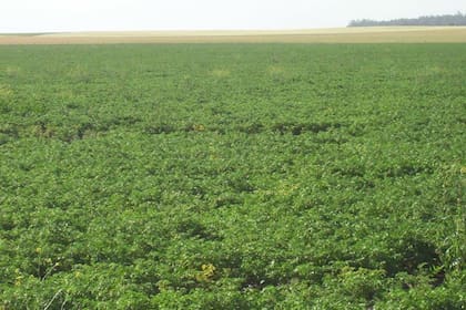 Es probable que cuando se acabe la peor parte de la pandemia el comercio mundial de legumbres se establezca un 10 por ciento por encima de los valores anteriores