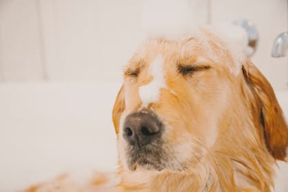 Es recomendable bañarlo con un champú específico para perros, evitando los productos para humanos que pueden alterar el pH de su piel.