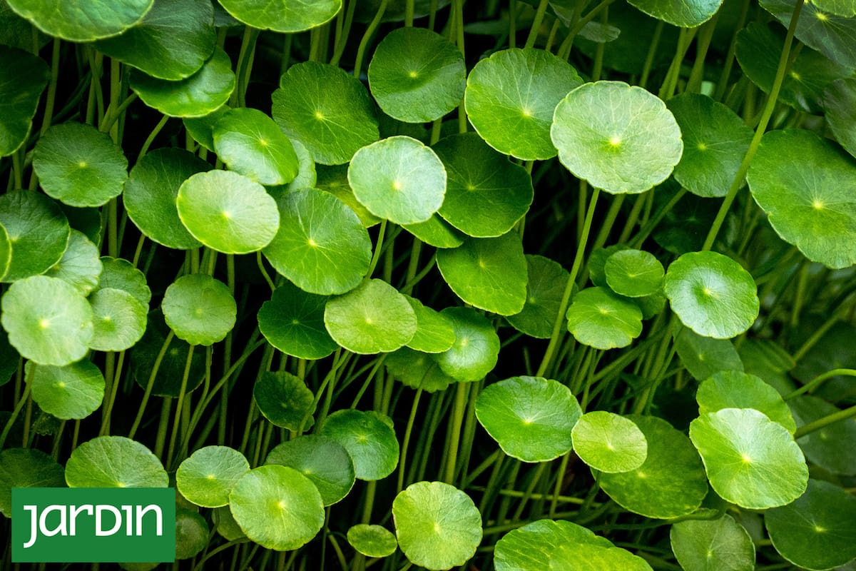 Es resistente, está en todos lados y tiene un sabor muy parecido al perejil