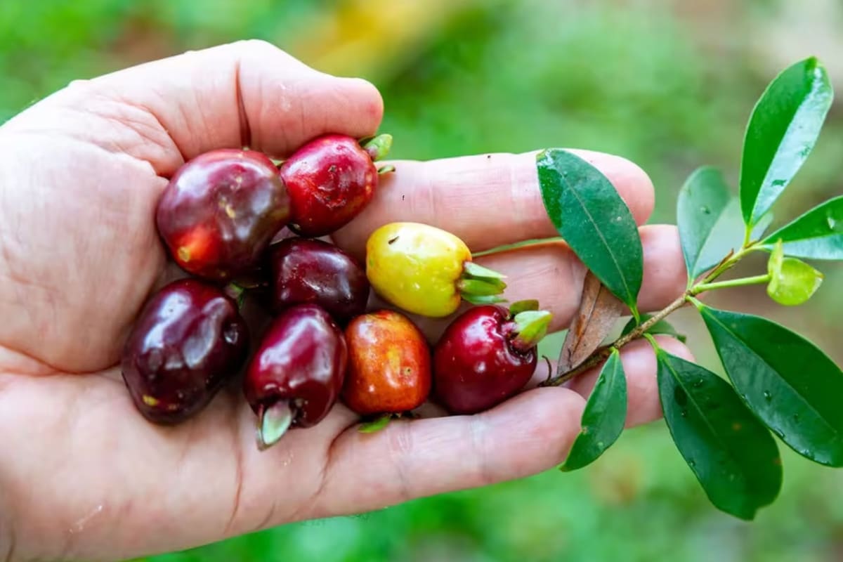 Es rica en antioxidantes y nutrientes esenciales