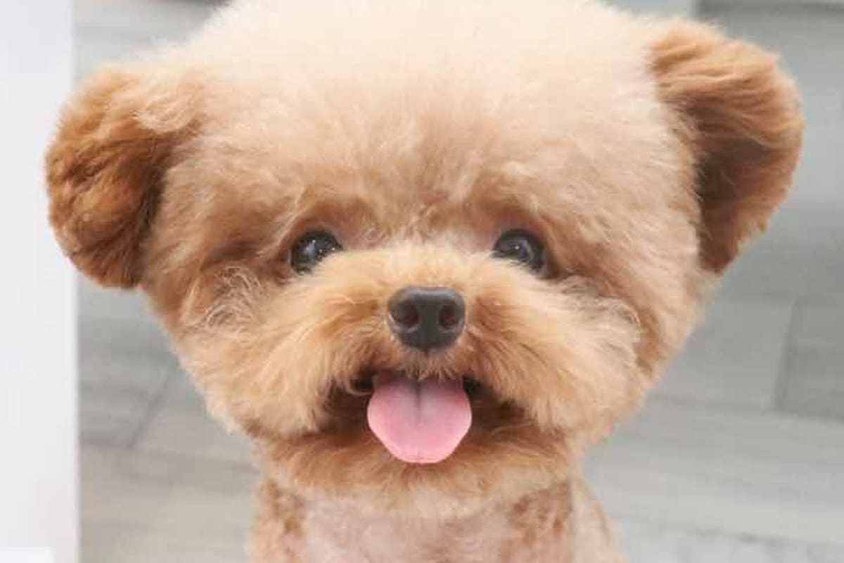 Es tan tierno que parece de mentira