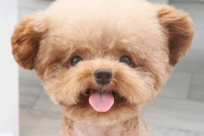 Es tan tierno que parece de mentira