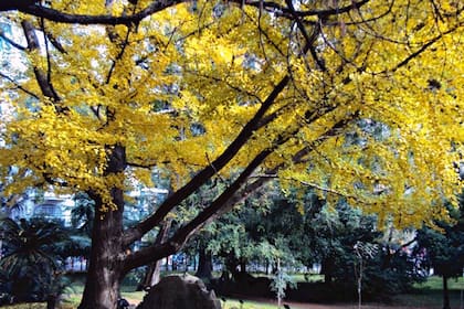 Es un árbol legendario, hace más de 180 millones de años que está viviendo y evolucionando sobre la superficie de la Tierra.