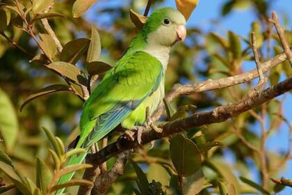 Es un ave "gregaria y ruidosa" que resulta nociva para la biodiversidad madrileña y puede contagiar enfermedades