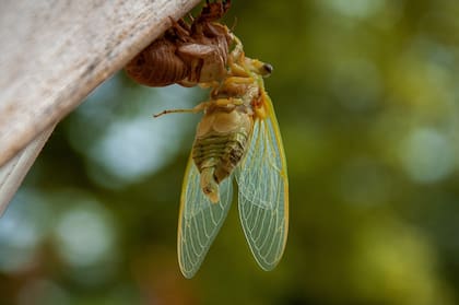 Es un mito que las cigarras canten para anunciar la lluvia