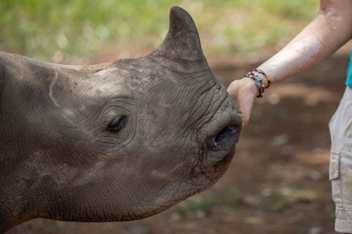 Es un orfanato para crías de rinocerontes perdido en la exuberante vegetación de Limpopo, en el norte de Sudáfrica