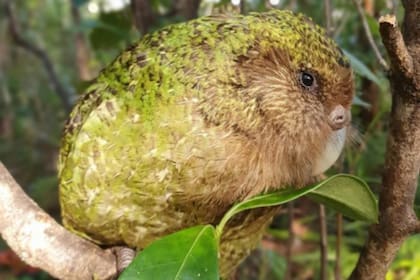 El kakapo es un tipo de loro que se encuentra en peligro de extinción. Gracias a los esfuerzos de conservación la población total de estas aves creció de 50 en 1990 a 213 en la actualidad