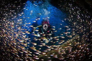 Los fotógrafos que ayudan a revelar el fascinante universo escondido en el fondo del mar