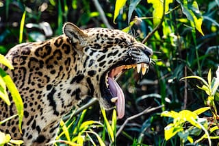 La lucha de la Argentina junto a otros tres países por proteger una especie icónica en peligro