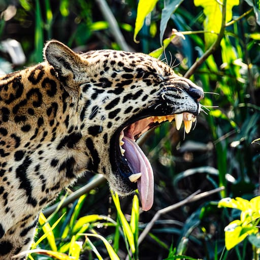 Es una de las especies de felino más amenazadas en el continente y se encuentra en peligro de extinción