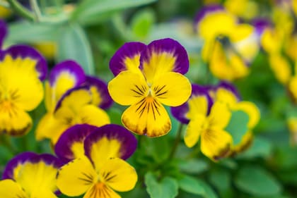 Es una de las flores que mejor tolera las bajas temperaturas sin perder su belleza (Foto: Freepik)