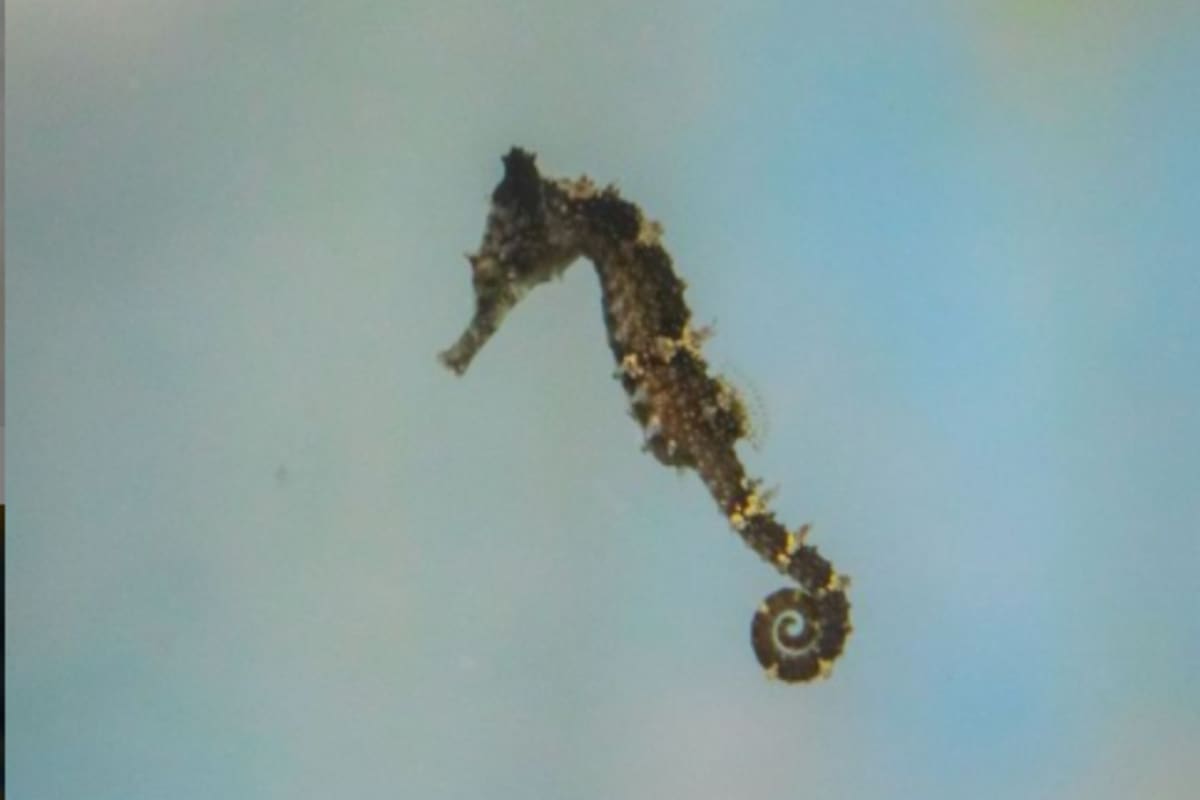 Es una de las tres especies marinas donde son los machos los que dan a luz. Sus crías que suelen ser desde algunas docenas hasta miles.