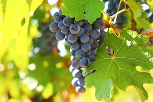 Es una de las uvas tintas más cultivadas en el mundo