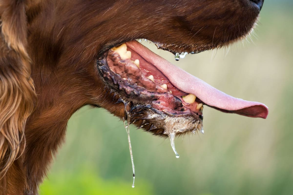 Es una enfermedad altamente infecciosa que en la mayoría de los casos se transmite por la saliva de los perros.