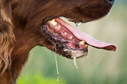 Es una enfermedad altamente infecciosa que en la mayoría de los casos se transmite por la saliva de los perros.