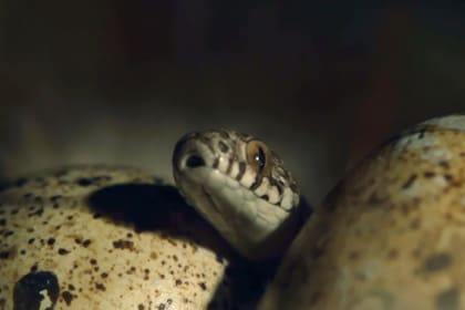 Es una especie que habita en Sudáfrica. No tiene colmillos y es apenas más robusta que un lápiz