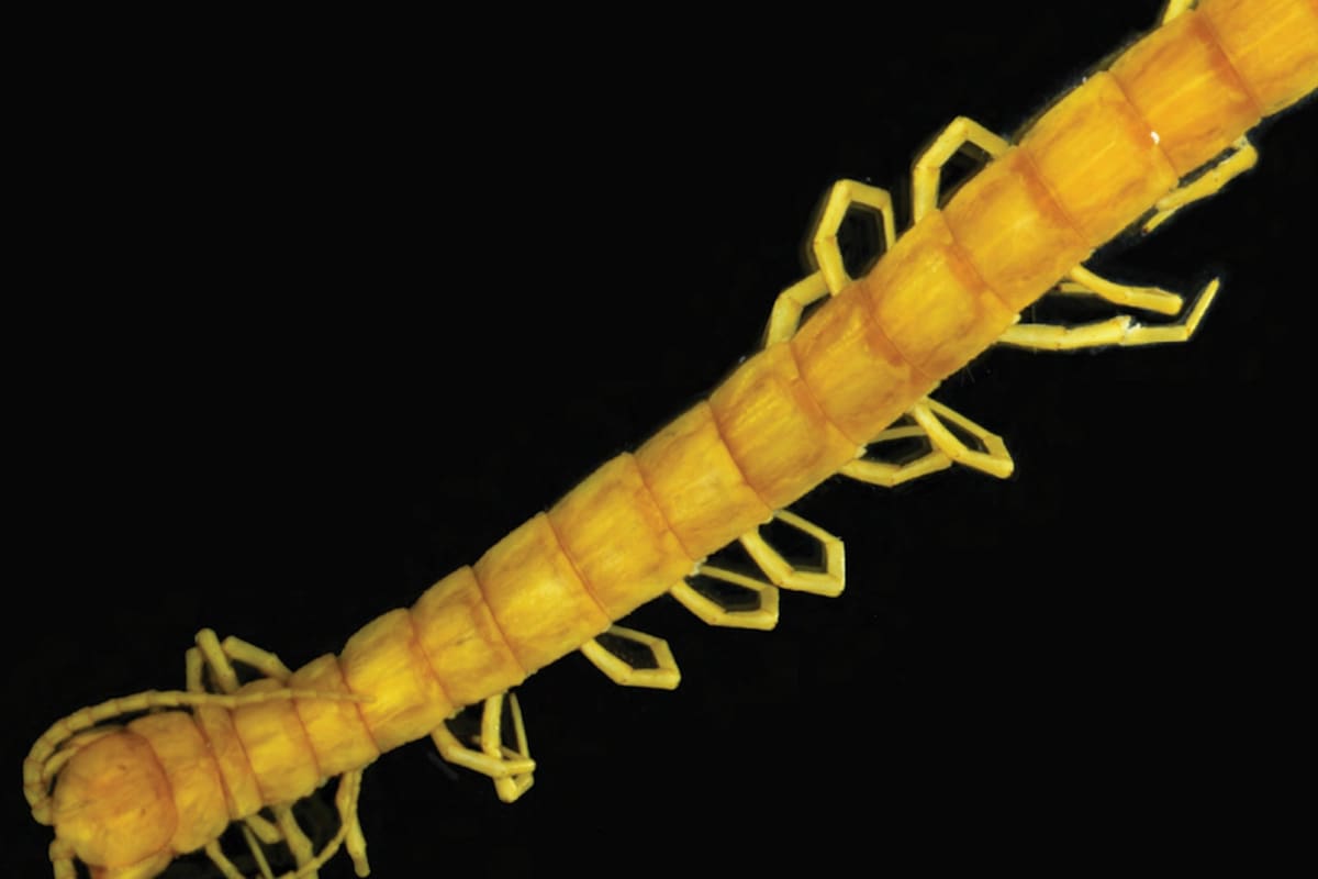 Es una especie que vive de hace millones de años en una cueva sin luz y con azufre por todas partes. Los científicos estiman que es el ciempiés adaptado que vive en la superficie de la Tierra. Se trata del mayor depredador de su hábitat