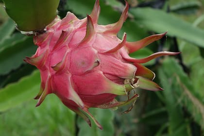 Es una fruta con un excelente fuente en fibra, que ayuda a la digestión