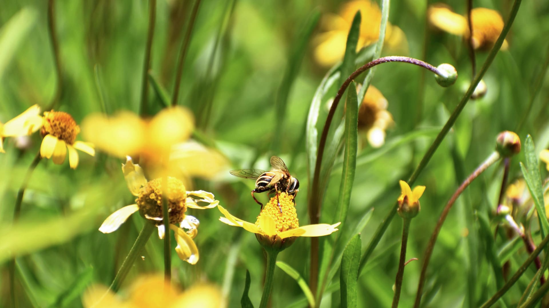 Apertura verticalEs una herbácea ideal para matas, canteros y borduras por su llamativa floración.